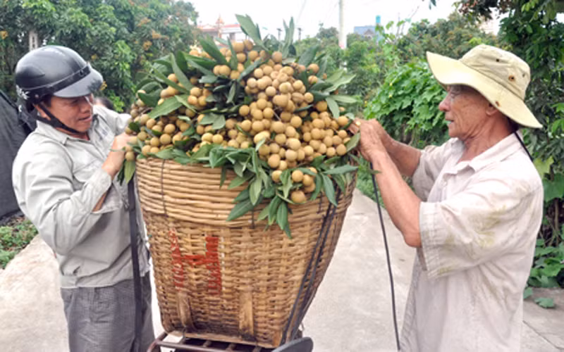 Nông dân Hưng Yên thu hoạch nhãn.
