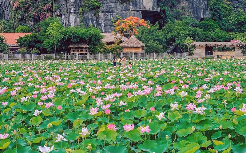 Mô hình trồng sen Nhật kết hợp thả cá và làm du lịch ở xã Ninh Xuân, huyện Hoa Lư (Ninh Bình).Ảnh: THÁI BÁ