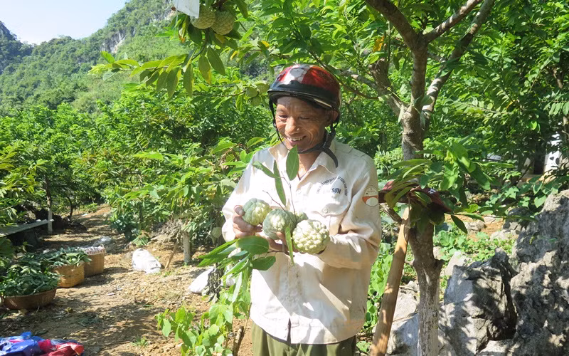 Ngọt ngào mùa na Chi Lăng -0