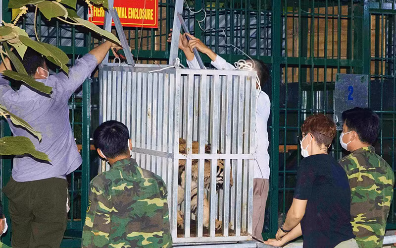 Các cá thể hổ Đông Dương được chuyển đến nuôi tại Vườn Quốc gia Phong Nha-Kẻ Bàng.
