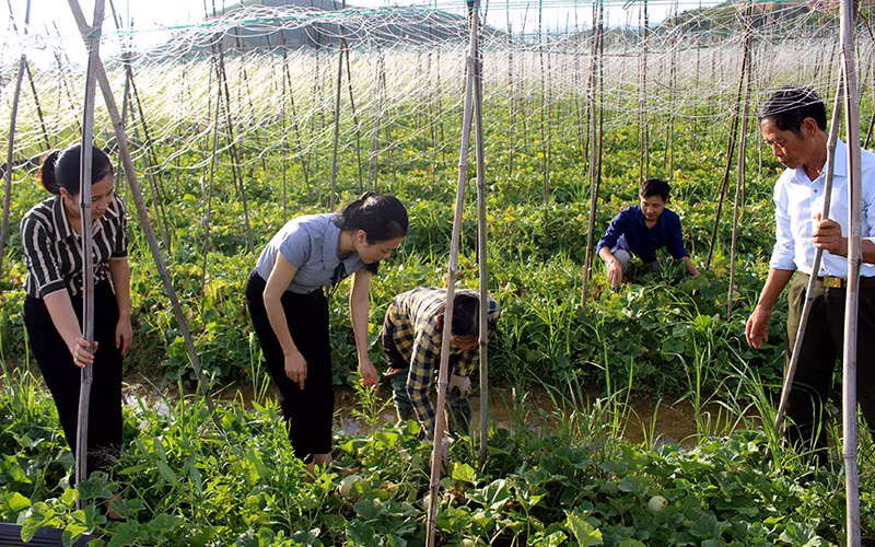 Mô hình trồng dưa lê đem lại giá trị kinh tế cao của hộ ông Chu Văn Hữu, tổ dân phố Mỹ Cát, thị trấn Me, huyện Gia Viễn (Ninh Bình).