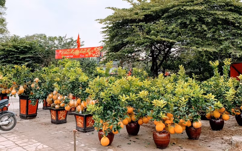 Chợ hoa Xuân bắt đầu bày bán tại vỉa vè đường Lê Hồng Phong (quận Ngô Quyền).