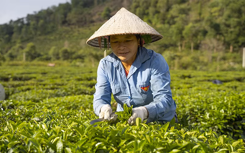 Các nhóm nông dân ứng phó biến đổi khí hậu được thành lập để thích nghi với sự "đỏng đảnh" của ông trời. Ảnh: PANNATURE 
