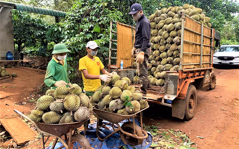 Các thương lái đến tận vườn thu mua sầu riêng cho nông dân huyện Krông Pắc, tỉnh Đắk Lắk.