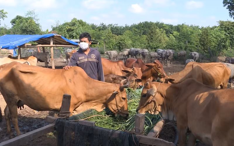 Đàn trâu bò của một hộ dân ở huyện Lộc Ninh, Bình Phước.