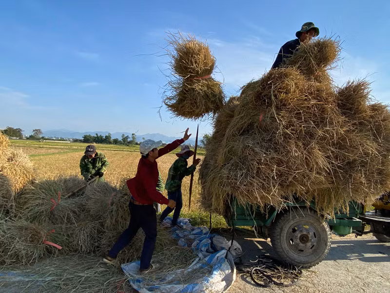 Nông dân xã Thanh Hưng (huyện Điện Biên) thu hoạch lúa trên những thửa ruộng đã hoàn thành dồn điền đổi thửa.