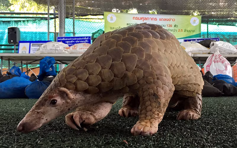 Một con tê tê được hải quan Thái Lan tịch thu từ những kẻ buôn bán động vật hoang dã. Ảnh: Reuters
