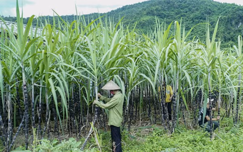 Lượng nhập khẩu gia tăng đột biến là nguyên nhân chính gây thiệt hại cho ngành mía đường trong nước. (Ảnh minh họa: TTXVN)