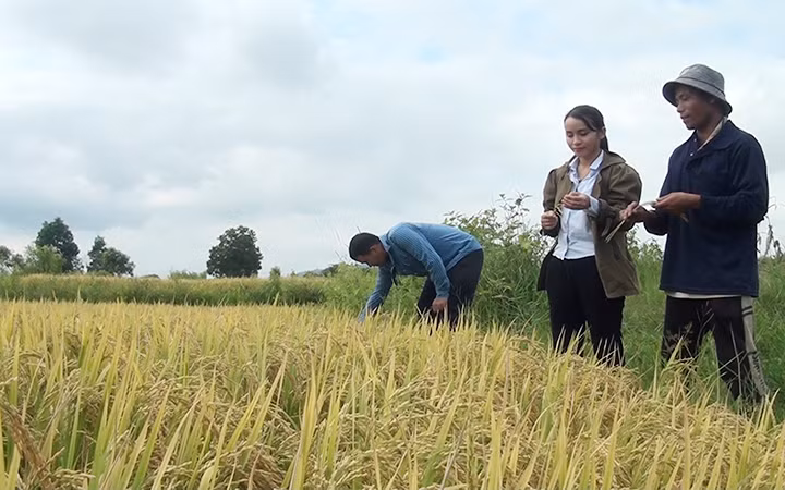 Ksor Y Rít (bên phải ảnh), trưởng buôn Lê Diêm, thị trấn Hai Riêng, huyện Sông Hinh (Phú Yên) trao đổi kỹ thuật trồng lúa nước với cán bộ Phòng Nông nghiệp và Phát triển nông thôn huyện. Ảnh: TRÌNH KẾ