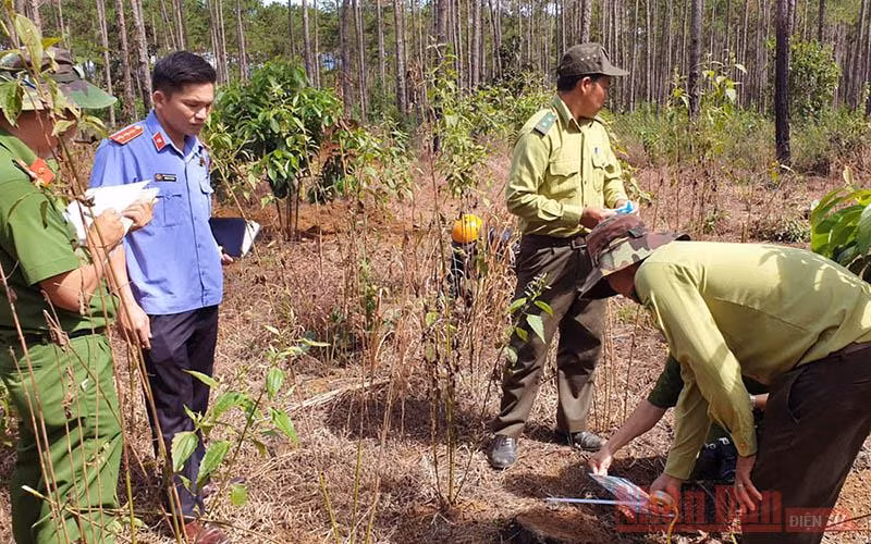 Những cánh rừng thông bị “vùi” xuống lòng đất -0