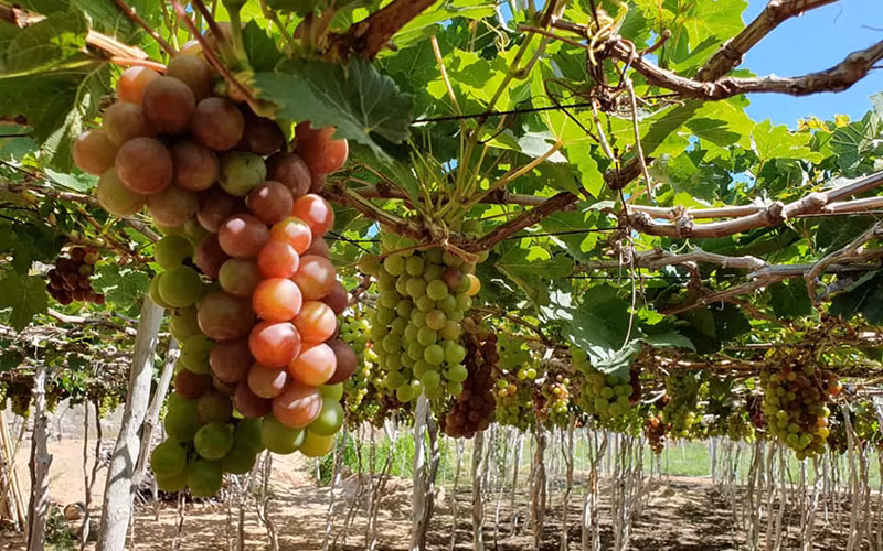 Khám phá Ninh Thuận nguyên sơ đẹp như pha lê trong cát -0