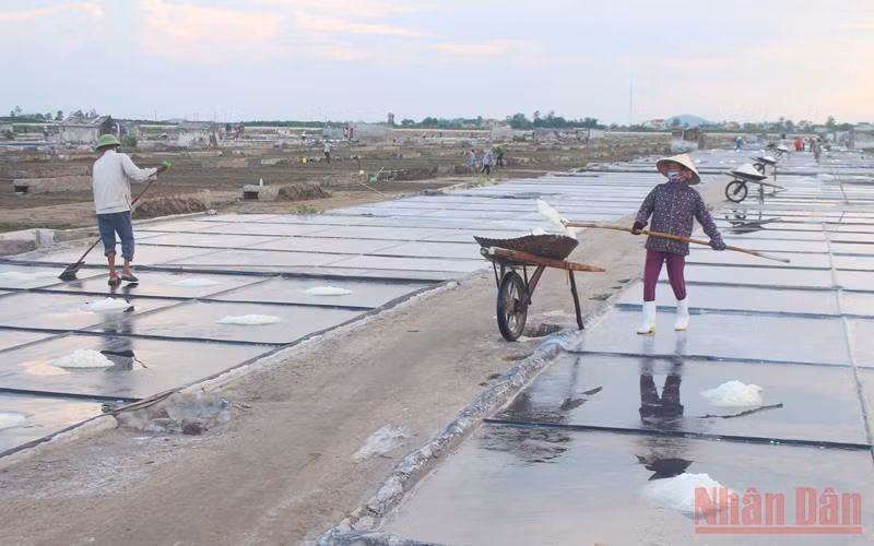 Bà con diêm dân làng Nghĩa Phú, xã Quỳnh Nghĩa (Quỳnh Lưu) thu hoạch muối.
