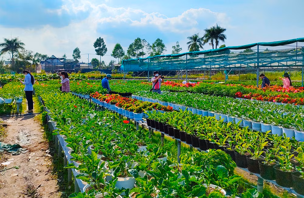Niềm vui của bà con trồng hoa trước thềm xuân -0