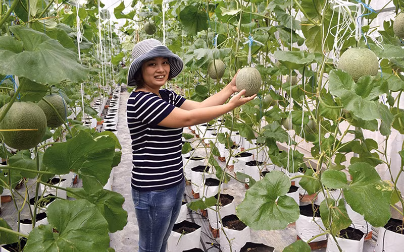 Mô hình trồng dưa lưới công nghệ cao ở ấp Ðại Trường, xã Phú Cần, huyện Tiểu Cần (Trà Vinh).