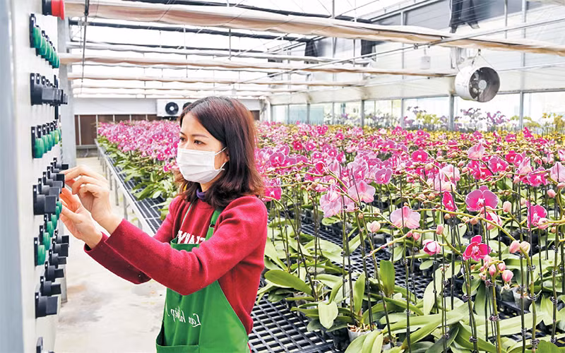 Ứng dụng khoa học công nghệ trong trồng lan hồ điệp tại Công ty F-Farm ở huyện Mê Linh. (Ảnh DUY ĐĂNG)