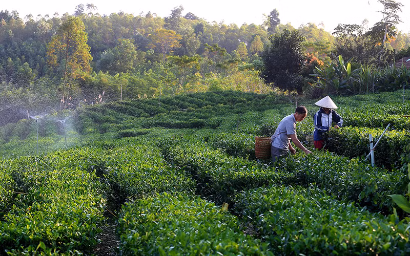 Ảnh: THÀNH ĐẠT