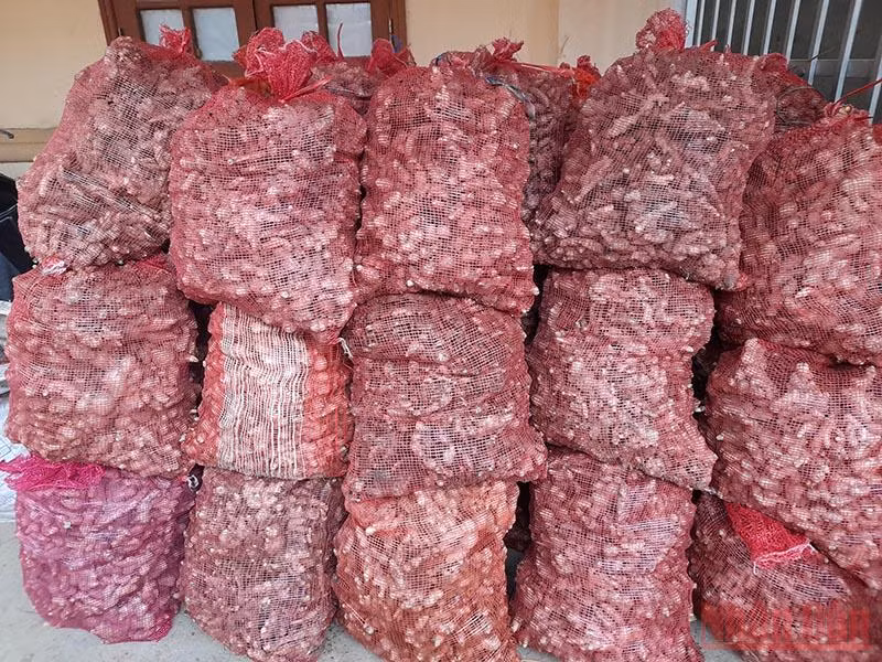 Hỗ trợ tiêu thụ đặc sản gừng Kỳ Sơn -0