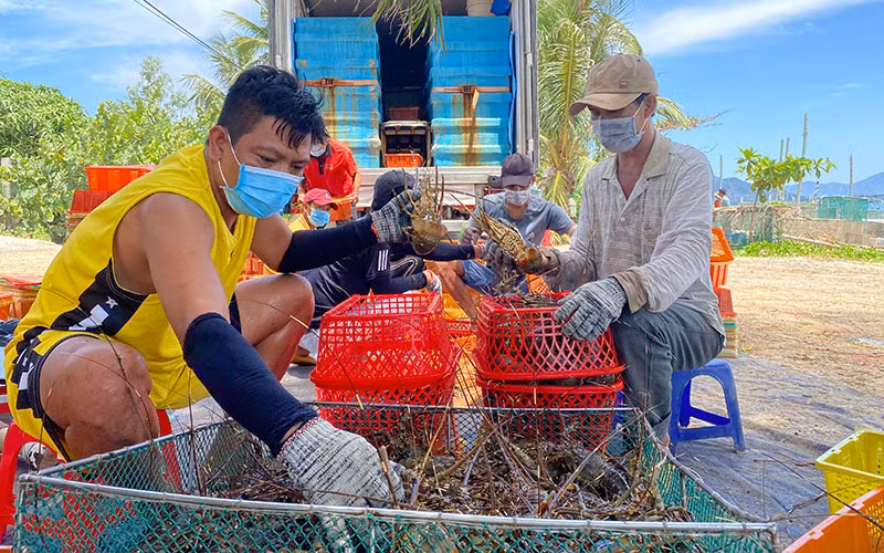 Phát triển nuôi biển công nghệ cao -0