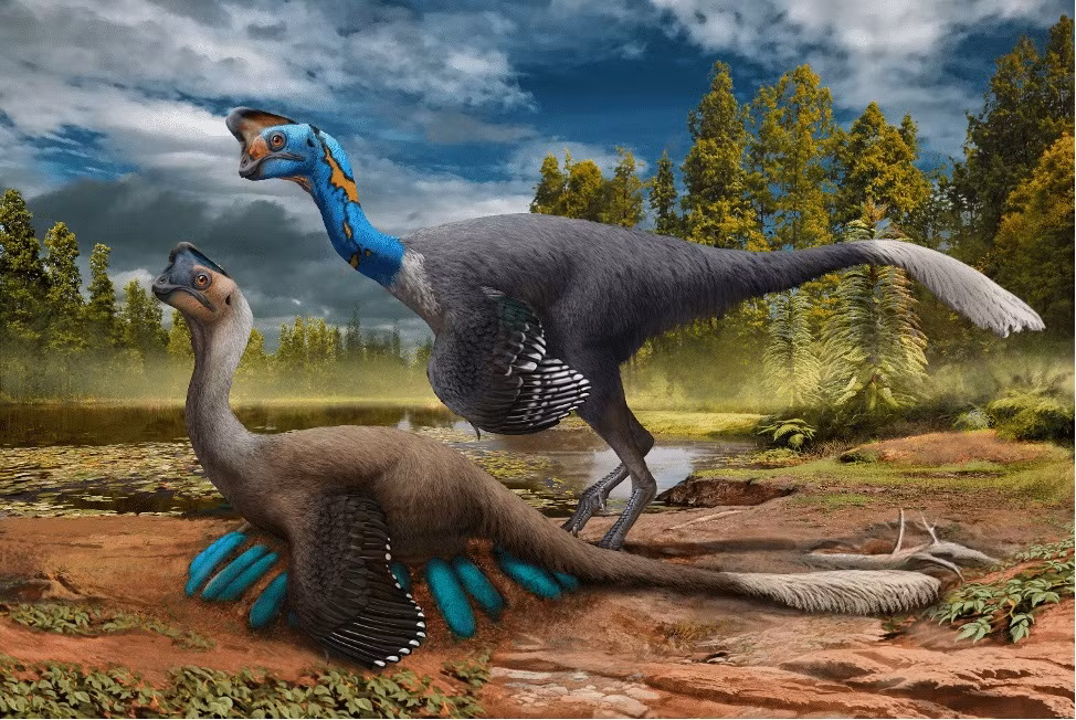 Một con khủng long oviraptorosaur chăm chú ấp ổ trứng màu xanh lam trong khi bạn đời của nó đang quan sát tại tỉnh Giang Tây, miền nam Trung Quốc khoảng 70 triệu năm trước. Ảnh minh họa của Zhao Chuang.