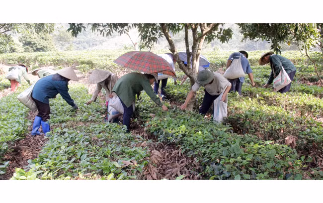 Người dân thôn Phiêng An, xã Quang Thuận (huyện Bạch Thông, Bắc Kạn) thu hoạch chè.