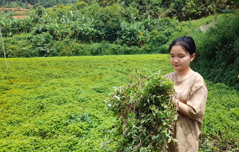 Thạch đen, cây “giảm nghèo” ở Thạch An, Cao Bằng -0