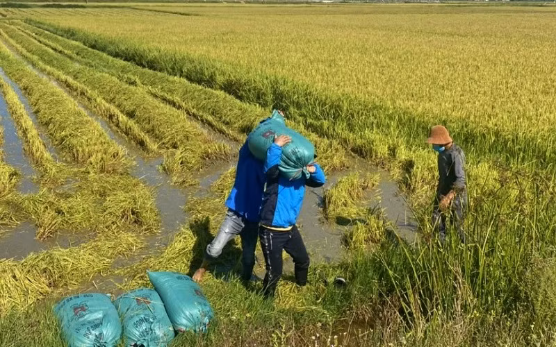 Vùng tâm dịch Quảng Bình chạy đua thời tiết thu thu hoạch lúa hè thu -0