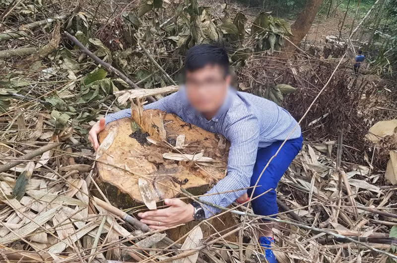 Ngang nhiên phá rừng đặc dụng tại Vườn quốc gia Xuân Sơn -0