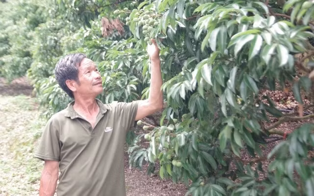 Hiện nay, một số vùng trồng vải thiều của Bắc Giang đã chuẩn bị đầy đủ các điều kiện kỹ thuật để quả vải đạt tiêu chuẩn xuất sang Nhật Bản. Ảnh: AN HIỀN