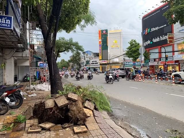 Mưa lớn kèm giông lốc, hàng loạt cây xanh ở Cần Thơ đổ ngã