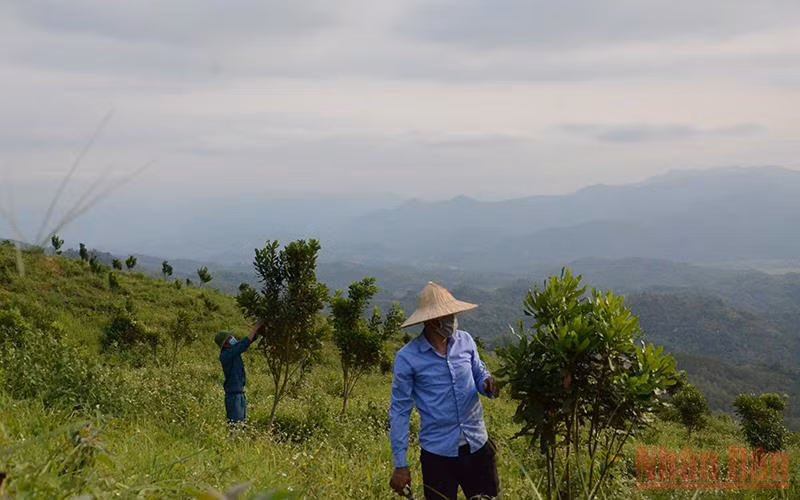 Đồi mắc-ca 3 năm tuổi tại huyện huyện Điện Biên (Điện Biên).
