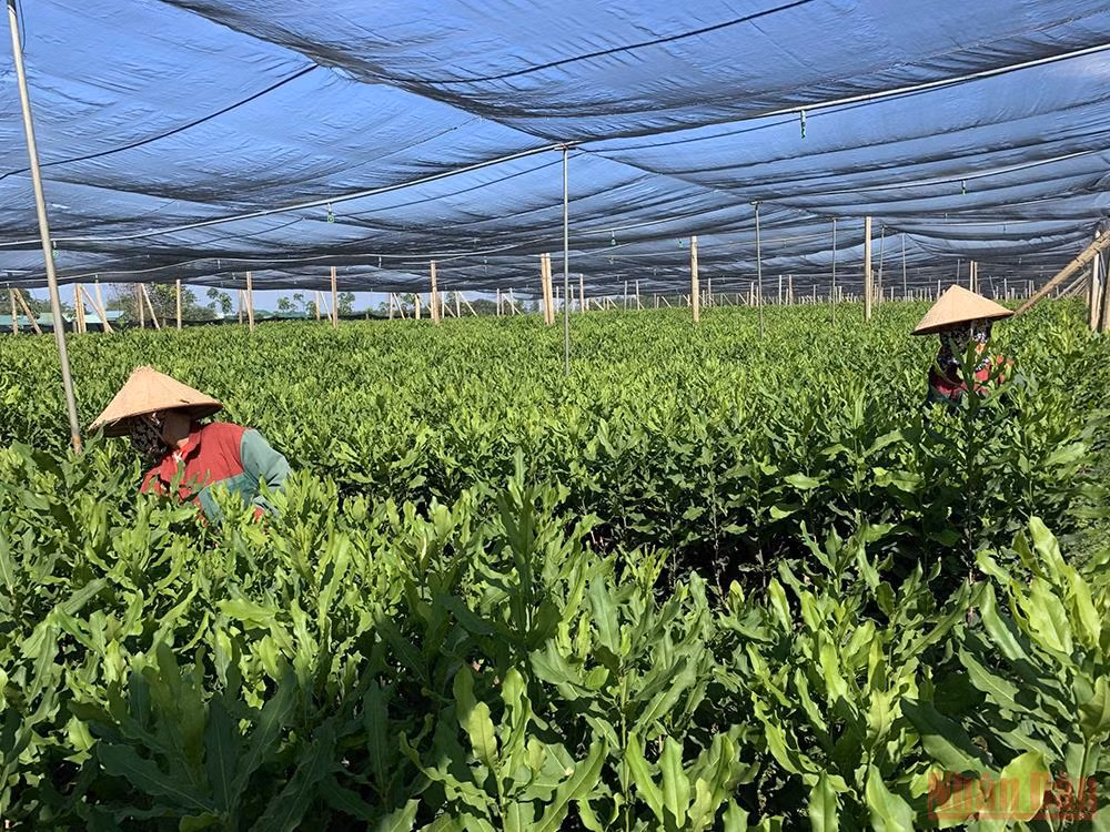 Phát triển bền vững cây mắc-ca vùng Tây Bắc -0