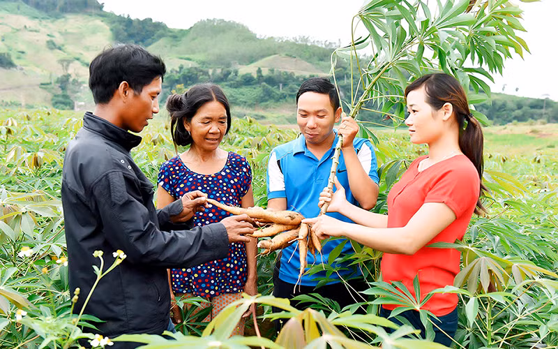 Cán bộ khuyến nông huyện Kbang (tỉnh Gia Lai) hướng dẫn kỹ thuật chăm sóc cây mì (sắn) cho đồng bào dân tộc thiểu số. Ảnh: ĐINH YẾN