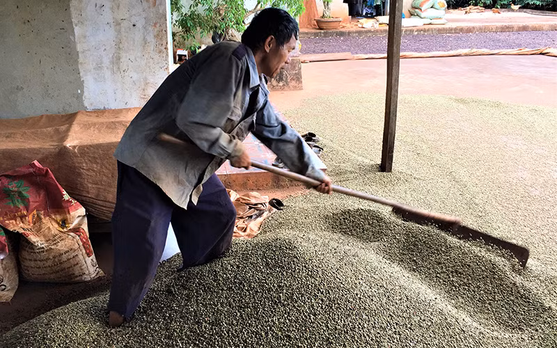 Sản xuất nông nghiệp ở Đắk Lắk đi đầu thích ứng với trạng thái bình thường mới -0