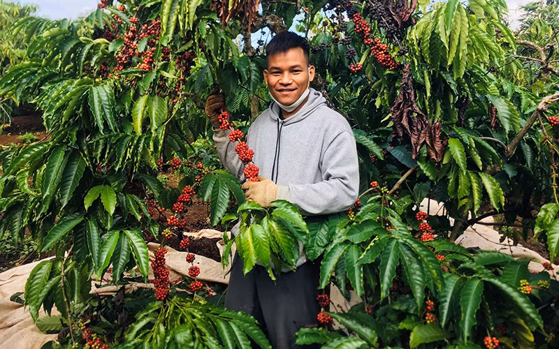 Bước vào thu hoạch cà-phê niên vụ 2021-2022 giá cà-phê tăng cao nên người trồng cà-phê ở Đắk Lắk hết sức phấn khởi.