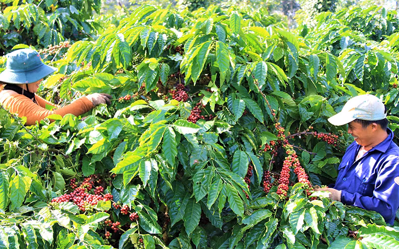 Sản xuất nông nghiệp ở Đắk Lắk đi đầu thích ứng với trạng thái bình thường mới -0