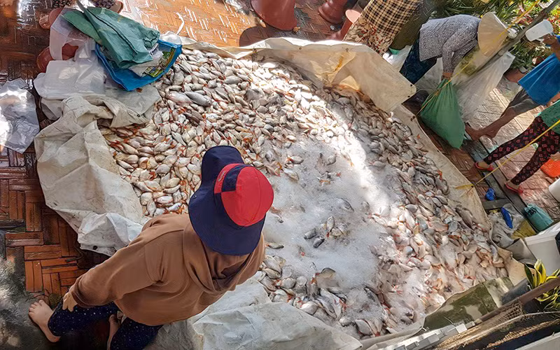 Thiệt hại lớn vì cá nuôi bè chết bất thường -0