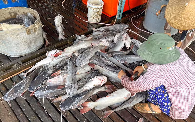 Cá bè chết gây bất an cho người nuôi.