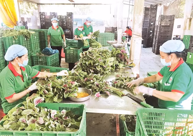 Sản xuất rau an toàn tại HTX nông nghiệp - thương mại - dịch vụ Phú Lộc, huyện Củ Chi. (Ảnh minh họa: Tấn Trình)