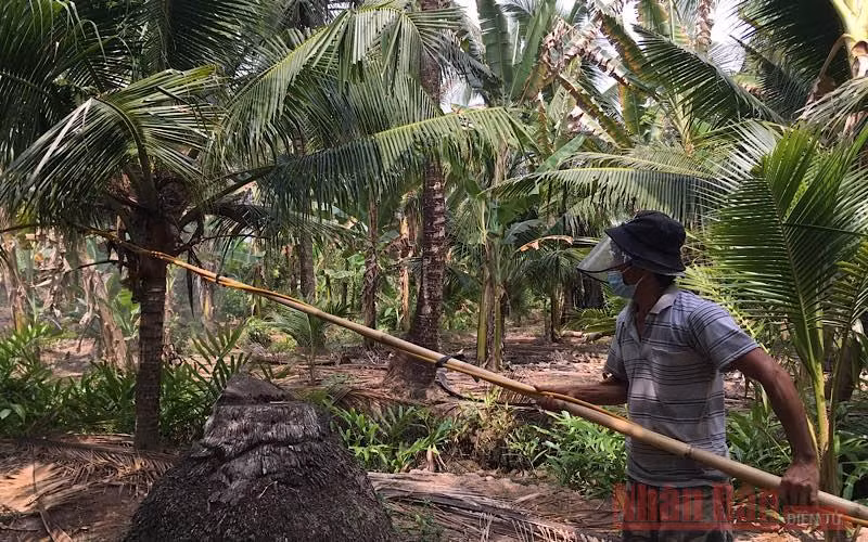Tập trung phòng trừ sâu bệnh gây hại vườn dừa -0
