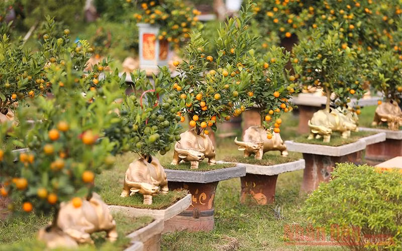 Quất Tứ Liên leo lưng “trâu vàng” đón tết Tân Sửu 2021