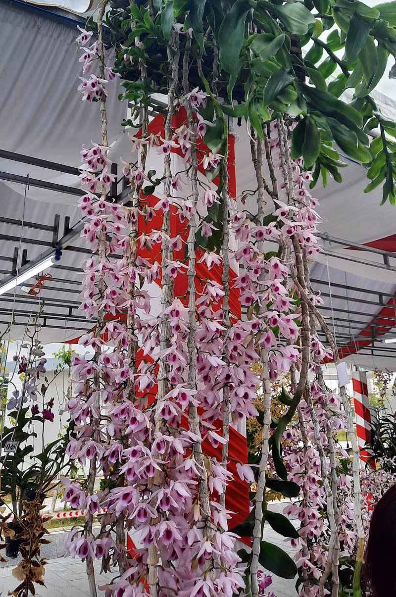 Rực rỡ sắc màu hoa phong lan toàn quốc -0