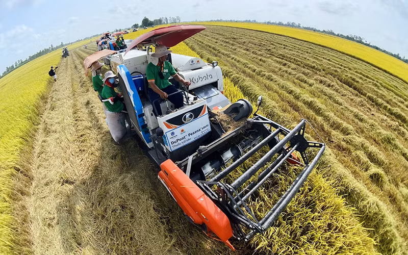 Gặt lúa bằng máy trên cánh đồng huyện Thoại Sơn, tỉnh An Giang. (Ảnh HÀ ANH)