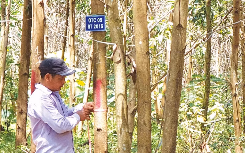 Trồng rừng FSC cho nông dân Quảng Trị thu nhập cao hơn trồng theo cách truyền thống.
