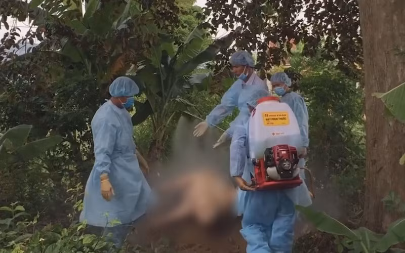 Dịch tả lợn châu Phi tái phát diện rộng, gây thiệt hại nặng cho người chăn nuôi ở Quảng Ngãi.