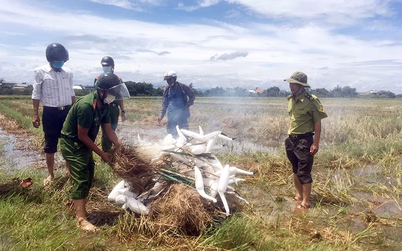 Lực lượng chức năng tỉnh Thừa Thiên Huế tổ chức thu gom và tiêu hủy các dụng cụ bẫy chim trên cánh đồng tại xã Lộc Trì, huyện Phú Lộc. (Ảnh VĂN DINH) 