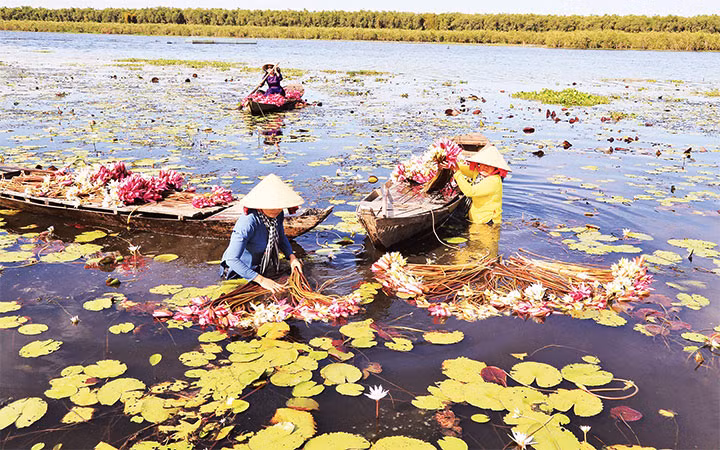 Ảnh trong bài: Thu hoạch “súng ma” mùa nước nổi ở Mộc Hóa, Long An và hình ảnh du khách đi tour hoa súng.