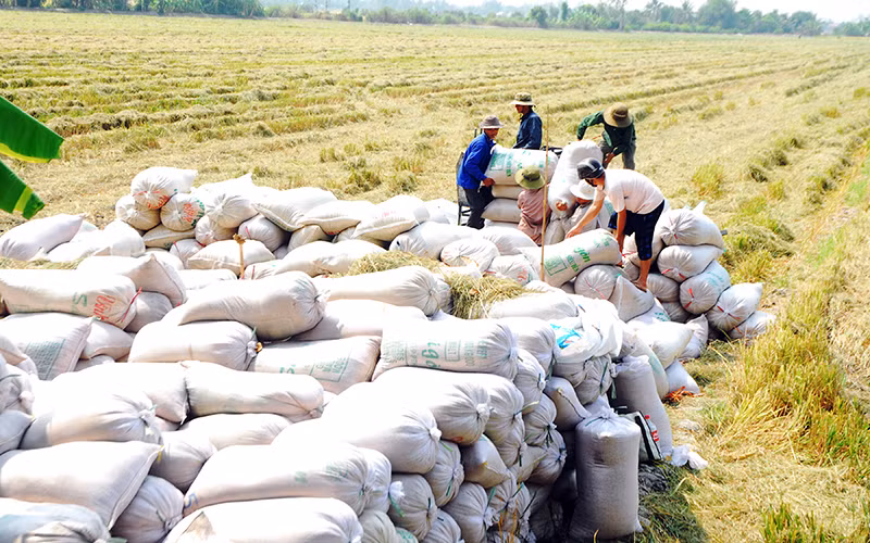Nông dân xã Thạnh Nhựt, huyện Gò Công Tây (Tiền Giang) vận chuyển lúa lên bờ chờ thương lái đến thu mua. 