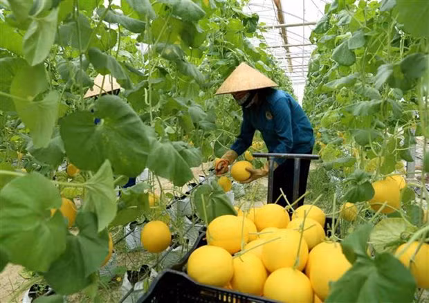 Thu hoạch dưa được trồng thử nghiệm trong nhà lưới. (Ảnh: Vũ Sinh/TTXVN)