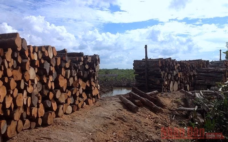 Gỗ đước chất đống ở ấp Ông Định, xã Tân n Tây (huyện Ngọc Hiển) nhưng chưa có đầu ra.