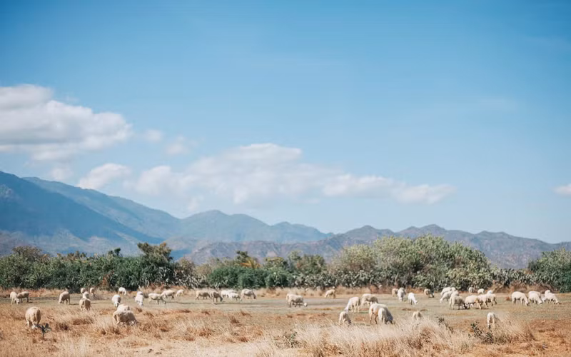 Đồng cừu An Hòa từ đâu đã là điểm thăm quan và trải nghiệm hấp dẫn (Ảnh: Gody.vn)